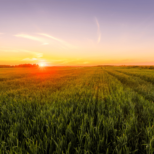Agriculture Mergers and Acquisitions Services
